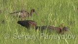 Video of Glossy Ibis - Glossy Ibis is hunting in the lake in the summer